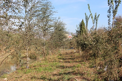 Río Segura recuperación bosque de ribera beniel